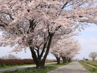 神川ゆ～ゆ～ランド・桜