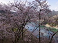 西神山森林公園・桜
