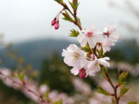 城峯公園・桜