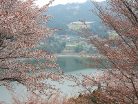 西神山森林公園(神流湖畔）・桜
