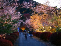 城峯公園　冬桜と紅葉ライトアップ