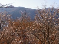 城峯公園・冬桜