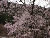 古矢納城(旧下久保コテ－ジ）の桜