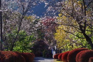 城峯公園冬桜