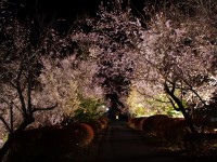 城峯公園冬桜ライトアップ