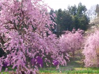 カタクリの里の枝垂れ桜