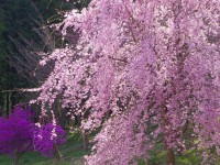 カタクリの里の枝垂れ桜