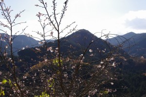 城峯公園・冬桜