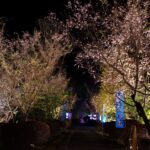 城峯公園冬桜ライトアップ