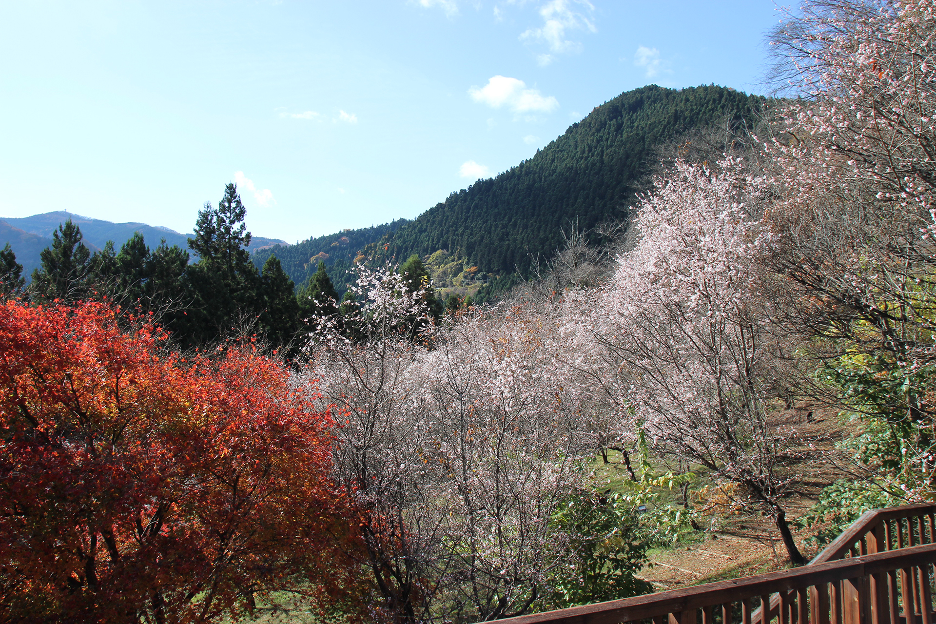神川町観光協会｜花と自然と歴史の町へようこそ